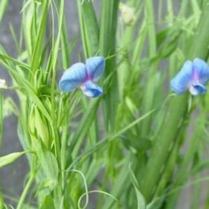 grass pea