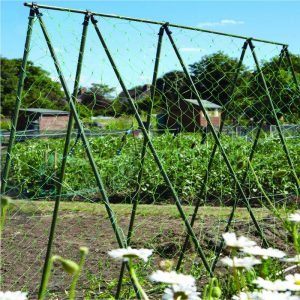 bean climbing frame