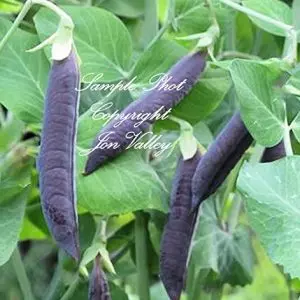 Purple Pod Pea 50 Seeds