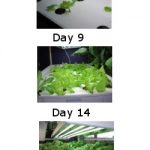 hydroponic lettuce