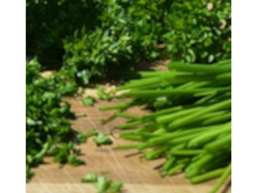 herb garden ideas