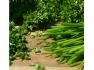 herb garden ideas