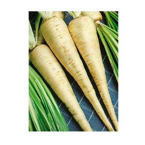 hamburg parsley