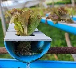 hydroponics pipe