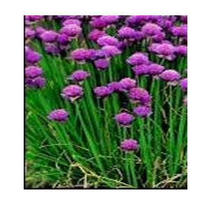 plain chives