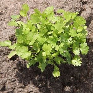 coriander in soil