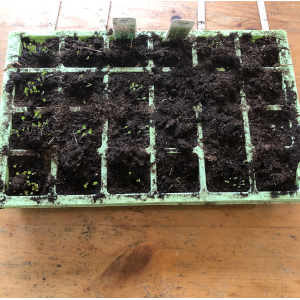 fast growing seeds