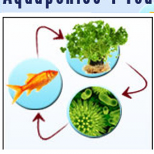 aquaponics intro