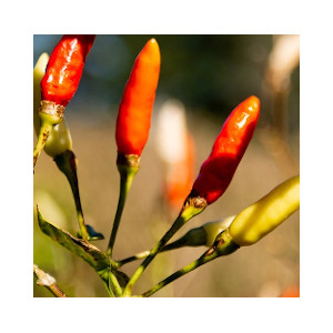 african birdseye chili pepper