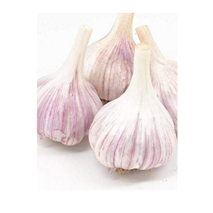 chesnok garlic