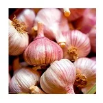 germidour garlic