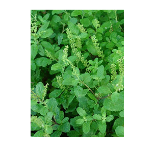 Holy Basil
