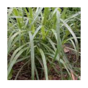 lemongrass
