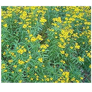 mexican tarragon