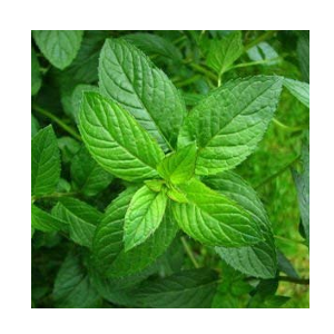 peppermint