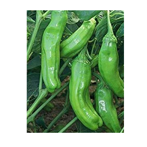 pepperoncini pepper