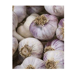 red duke garlic