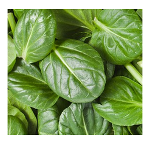 Spinach is one of the best plants to grow for cooking