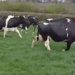 sports geek or classy runner