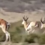 gazelle running