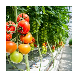indoor tomato