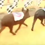 racing pig