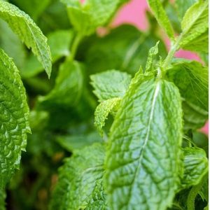 mint