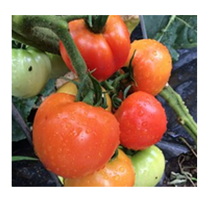 indoor tomatoes