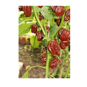 habanero pepper
