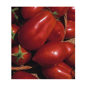 san marzano tomato