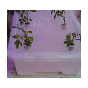DIY hydroponic kit