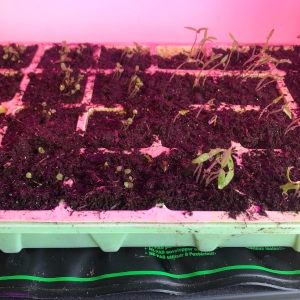 seeds using heat warming mat to grow the best plants for cooking