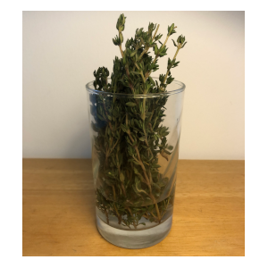 How to store fresh thyme in a glass