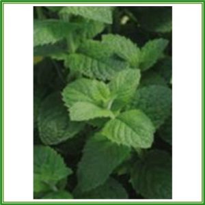 apple mint