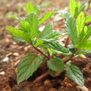 example mint recipes