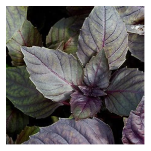 Red rubin basil
