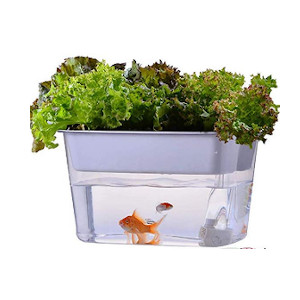 kitchen aquaponics kit