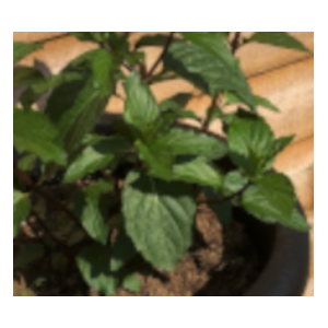 After eight mint recipes