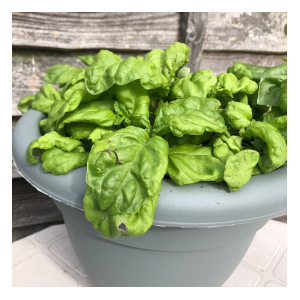 lettuce leaf basil in pot