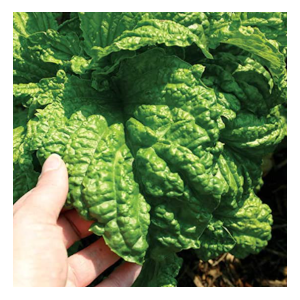 lettuce leaf basil