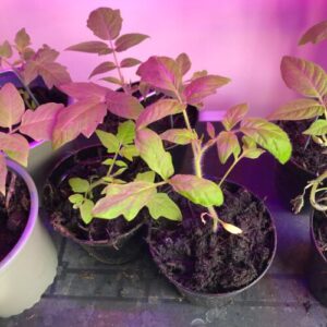 indoor tomatoes