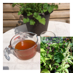 cinnamon basil recipes