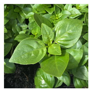 Minette basil