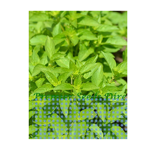 fresh lemon basil