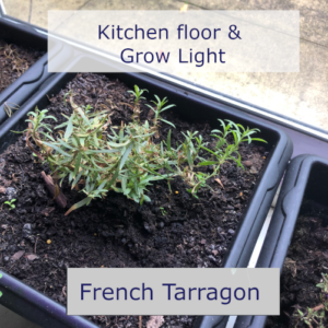 kitchen tarragon