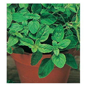 oregano