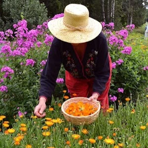backyard farming