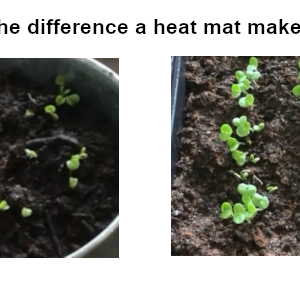 the-difference-a-heat-mat-makes-300x300 heat mat seeds