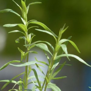 tarragon for cooking