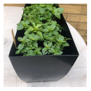 minette basil in pot